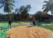 BHABINKAMTIBMAS DESA ADU BANTU PETANI JEMUR JAGUNG, DUKUNG PENINGKATAN KUALITAS HASIL PANEN
