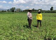 Ketahanan Pangan Nasional, Bhabinkamtibmas Polsek Bolo Intensifikan Pemantauan Pertumbuhan Jagung Warga Binaan
