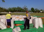 BHABINKAMTIBMAS DESA SAWE MONITORING HASIL PANEN JAGUNG WARGA, DUKUNG PENYERAPAN HASIL PANEN MELALUI BULOG