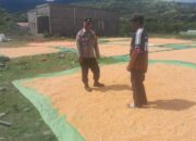 BHABINKAMTIBMAS DESA DAHA PANTAU PENJEMURAN HASIL PANEN JAGUNG, DORONG PETANI TINGKATKAN PRODUKTIVITAS DAN SALURKAN HASIL KE BULOG