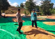 Komitmen Polri dalam mendukung program ketahanan pangan nasional terus diwujudkan melalui peran aktif Bhabinkamtibmas di wilayah binaan. Seperti yang dilakukan Bhabinkamtibmas Desa Cempi Jaya Polsek Hu’u, BRIPKA Ismail, yang melaksanakan pemantauan hasil panen jagung milik warga binaannya di Soo Mada Rangga, Desa Cempi Jaya, Kecamatan Hu’u, Kabupaten Dompu, Rabu (10/6/2026).  Kegiatan yang berlangsung mulai pukul 09.10 WITA tersebut menyasar hasil panen jagung milik Imran yang sedang dijemur guna mencapai kadar air sesuai standar yang ditetapkan oleh gudang penyaluran jagung. Proses penjemuran dilakukan untuk menjaga kualitas hasil panen sekaligus mencegah timbulnya jamur akibat pengaruh suhu dan kondisi cuaca yang dapat menurunkan mutu jagung.  Dalam kegiatan tersebut, BRIPKA Ismail memberikan pendampingan dan motivasi kepada petani agar terus memperhatikan kualitas hasil panen sebelum dipasarkan. Ia juga mengimbau warga binaannya untuk selalu berkoordinasi dengan Bhabinkamtibmas apabila menghadapi kendala dalam sektor pertanian sehingga dapat diteruskan kepada instansi terkait guna mendapatkan solusi yang tepat.  “Kami berharap para petani tidak ragu untuk menyampaikan berbagai kendala yang dihadapi di lapangan. Kehadiran Bhabinkamtibmas merupakan bagian dari upaya Polri untuk membantu masyarakat, termasuk dalam mendukung keberhasilan sektor pertanian,” ujar BRIPKA Ismail.  Kapolsek Hu’u, IPTU Ade Helmi, S.H., menyampaikan bahwa Bhabinkamtibmas memiliki peran strategis sebagai penghubung antara masyarakat dengan pemerintah maupun instansi terkait, termasuk dalam mendukung program ketahanan pangan.  “Bhabinkamtibmas diharapkan terus aktif mendampingi masyarakat, khususnya para petani, mulai dari proses tanam, perawatan hingga pascapanen. Kami juga mengimbau agar hasil pertanian yang telah memenuhi standar kualitas dapat disalurkan ke gudang Bulog guna mendukung ketersediaan cadangan pangan nasional,” ungkap IPTU Ade Helmi.  Sementara itu, Kapolres Dompu AKBP Sodikin Fahrojin Nur, S.I.K., melalui Kasi Humas Polres Dompu IPTU I Nyoman Suardika mengapresiasi langkah personel Bhabinkamtibmas yang terus hadir memberikan pendampingan kepada masyarakat.  “Kegiatan pemantauan dan pendampingan yang dilakukan Bhabinkamtibmas merupakan bentuk nyata dukungan Polri terhadap program ketahanan pangan nasional. Kehadiran anggota di tengah masyarakat tidak hanya menjaga keamanan dan ketertiban, tetapi juga membantu memastikan hasil pertanian masyarakat memiliki kualitas yang baik serta bernilai ekonomi tinggi. Kami berharap sinergi ini dapat terus memperkuat kesejahteraan petani dan mendukung ketahanan pangan daerah maupun nasional,” ujar IPTU Nyoman.  Melalui kegiatan tersebut, Polres Dompu terus menunjukkan komitmennya dalam mendukung sektor pertanian sebagai salah satu pilar utama pembangunan daerah dan penguatan ketahanan pangan nasional.