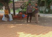 Polri Dukung Astacita, Polsek Semanding Polres Tuban Turun Cek Tanaman jagung milik Warga di Desa Prunggahan kulon