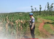 Polri Dukung Astacita, Polsek Merakurak Polres Tuban Turun Cek Tanaman Jagung Warga di Desa Sumberjo