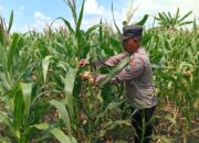 Polisi RW Polsek Kenduruan Polres Tuban Cek Tanaman Jagung di Sidomukti, Dukung Program Ketahanan Pangan Astacita .