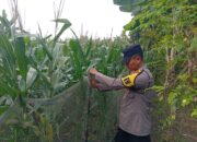 Polres Tuban Dukung Program Astacita, Kanit Binmas Polsek Kenduruan Turun Langsung Cek Lahan Jagung Warga