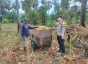 Polri Dukung Astacita, Polsek Palang Polres Tuban Turun Cek Tanaman jagung milik Warga di Desa Tegalbang