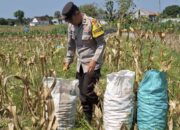 Bhabinkamtibmas Polsek Widang Bantu Panen Jagung di Desa Binaannya