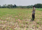 Dukung Astacita, Polsek Jatirogo Polres Tuban Pantau Langsung Lahan Jagung Warga Desa Paseyan