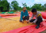 Polres Bima Kota Dukung Sektor Pertanian Melalui Monitoring Hasil Panen Jagung