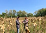 Anggota Polsek Bancar Polres Tuban Monitoring Tanaman Jagung Siap Panen