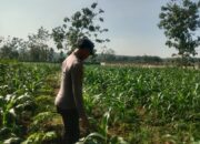 Polsek Singgahan Polres Tuban Turun Cek Tanaman jagung Warga di Desa Saringembat