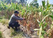 Polsek Soko Polres Tuban Polda Jawa Timur Bergerak! Dukung Penuh Swasembada Pangan Presiden Prabowo Melalui Pendampingan Petani