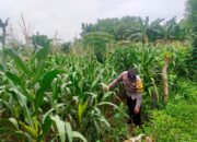 Sambangi Lahan Jagung Warga, Bhabinkamtibmas Desa Kembangbilo Dukung Program Ketahanan Pangan