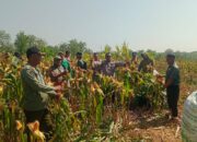 Polsek Senori Polres Tuban Polda Jatim Panen Jagung Bersama Petani Binaan di Desa Medalem