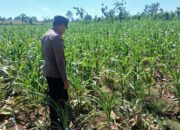 Polsek Tambakboyo Polres Tuban Turun Cek Tanaman jagung Warga di Desa Belikanget