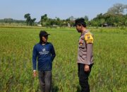 Polri Dukung Astacita, Polsek Parengan Polres Tuban Cek Lokasi Tanaman Padi milik warga di Desa Pacing Kec. Parengan Kab. Tuban.