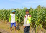 Polri Dukung Astacita, Polsek Rengel Polres Tuban Turun Cek Tanaman Jagung Warga di Desa Maibit