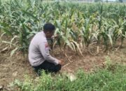 Polsek Jenu Polres Tuban Turun Cek Tanaman jagung Warga di Desa Rawasan