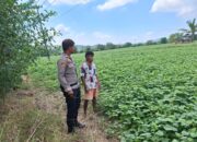 Bhabinkamtibmas Polsek Plampang Dampingi Petani Kacang Hijau di Orong Usar