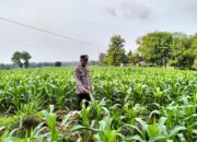 Polsek Plumpang Polres Tuban Turun Cek Tanaman jagung Warga di Desa Plandirejo