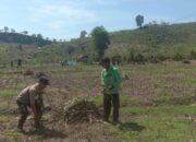 BHABINKAMTIBMAS DESA RABABAKA DORONG PETANI SIAP HADAPI MUSIM TANAM, DUKUNG KETAHANAN PANGAN DAERAH