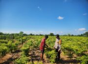 Dukung Peningkatan Kualitas Hasil Tani, Bhabinkamtibmas Desa Jaya Makmur Dampingi Petani Cabai