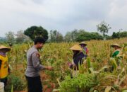 Sinergi Polri dan Petani, Bripda Shandy Turun Ke Sawah Sukseskan Panen Jagung di Desa Siding