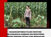 Polsek Montong Polres Tuban Turun Cek Tanaman jagung Warga di Desa Pakel