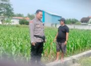Polri Dukung Astacita, Polsek Palang Polres Tuban Turun Cek Tanaman jagung milik Warga di Desa Cepokorejo