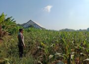 Polri Dukung Astacita, Polsek Semanding Polres Tuban Turun Cek Tanaman jagung milik Warga di Desa Semanding