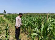 Perkuat Ketahanan Pangan, Personel Polsek Bangilan Monitoring Lahan Jagung di Wilayah Binaan