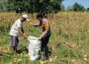 Anggota Bhabinkamtibmas Polsek Senori Polres Tuban Turun ke Ladang, Bantu Warga Desa Sidoharjo Panen Jagung