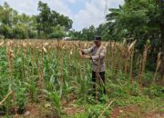 Bhabinkamtibmas Polsek Tuban Monitoring Lahan Jagung Warga di Kelurahan Mondokan Dukung Ketahanan Pangan
