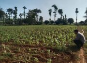 Anggota Bhabinkamtibmas Polsek Jenu Polres Tuban Turun ke Ladang, sambang lahan pertanian.
