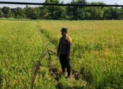 Polri Dukung Astacita, Polsek Parengan Polres Tuban melalui Bhabinkamtibmas Cek Lokasi Tanaman Padi milik warga di Desa Kemlaten Kec. Parengan Kab. Tuban.