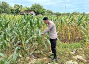 Polri Dukung Astacita, Polsek Merakurak Polres Tuban Turun Cek Tanaman Jagung Warga di Desa Pongpongan