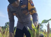 Cek Kualitas Buah Jagung Siap Panen, Polsek Widang Polres Tuban Dukung Astacita