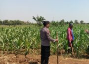 Dukung Swasembada Pangan, Anggota Polsek Kerek Sambang ke Lahan Jagung Warga