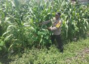 Polri dukung progam Astacita, Polsek Jatirogo Polres Tuban Turun Cek Tanaman jagung Warga di Desa Ketodan