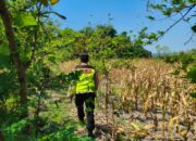 Polri Dukung Astacita, Polsek Rengel Polres Tuban Turun Cek Tanaman Jagung Warga di Desa Maibit