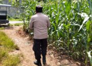 Polsek Plumpang Polres Tuban Turun Langsung Cek Tanaman Jagung Warga di Desa Kesamben