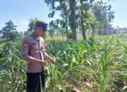 Polsek Tambakboyo Polres Tuban Turun Cek Tanaman jagung Warga di Desa Plajan