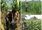 Polsek Soko polres Tuban Polda Jawa Timur Bergerak! Dukung Penuh Swasembada Pangan Presiden Prabowo Melalui Pendampingan Petani