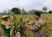 ​Dukung Ketahanan Pangan Nasional, Bhabinkamtibmas Polsek Bancar Kawal Panen Jagung di Desa Karangrejo