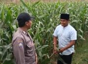 Polsek Grabagan polres Tuban Polda Jawa Timur Dukung Penuh Swasembada Pangan Presiden Prabowo Melalui Pendampingan Petani