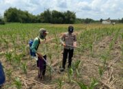 Dukung Ketahanan Pangan Bhabinkamtibmas Polsek Senori Polres Tuban Bantu Petani Jatisari Pupuk Jagung