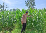 Polsek Singgahan Polres Tuban Turun Cek Tanaman jagung Warga di Desa Mulyoagung