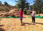 BHABINKAMTIBMAS DESA CEMPI JAYA PANTAU HASIL PANEN JAGUNG WARGA DAN DORONG PENYALURAN KE BULOG