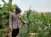 Komitmen Polri Dukung Ketahanan Pangan, Polisi Polsek Kenduruan Polres Tuban Turun ke Lahan Jagung Petani