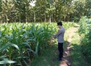 Polsek Montong Polres Tuban Turun Cek Tanaman jagung Warga di Desa Bringin